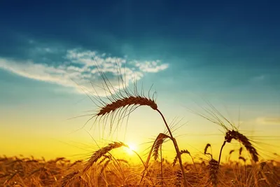 Один колосок пшеницы на белизне Стоковое Фото - изображение насчитывающей  хлебоуборка, сух: 96068556