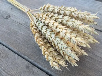 Пшеница в полдень колосья пшеницы пшеничное поле ветер дует волны пшеницы  Фон И картинка для бесплатной загрузки - Pngtree