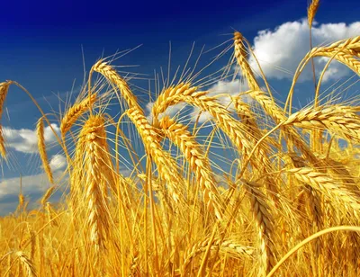 Колосок пшеницы - 70 фото
