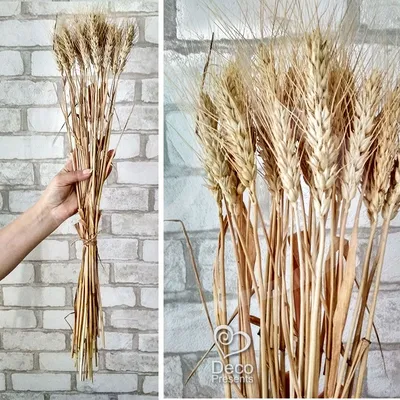 Фотообои Колос пшеницы купить на стену • Эко Обои