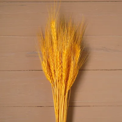 Колосья пшеницы сухоцвет бело-желтые LAV1039