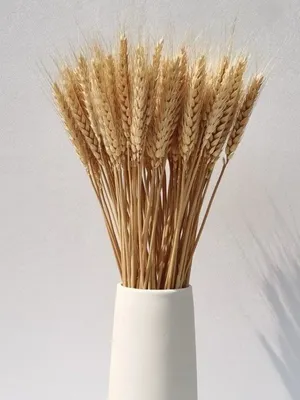 Колоски пшеницы. Пшеница. Сноп пшеницы. Векторная иллюстрация,  изолированная на белом фоне. - Ozero - российский фотосток