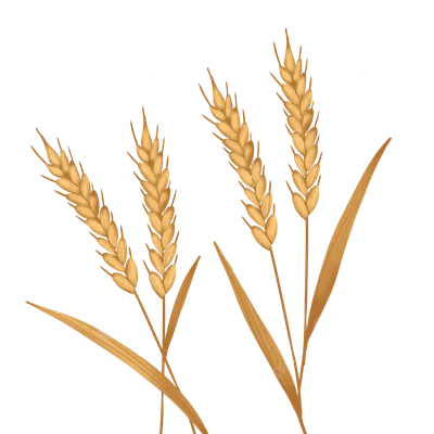 Колосья пшеницы - 66 фото