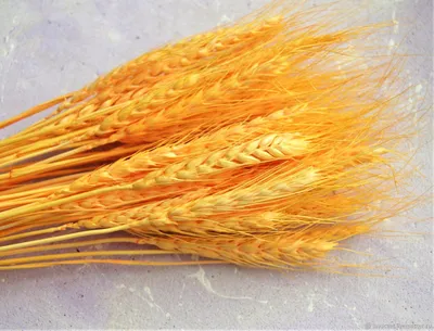 Фартук для кухни Колосья пшеницы из МДФ