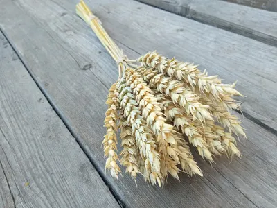Колоски пшеница, рожь, жито в пучке для декора - Deco Presents