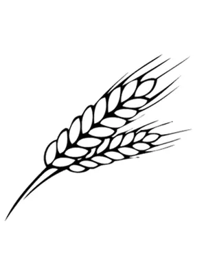 Колос пшеницы крупный план, за ним…» — создано в Шедевруме
