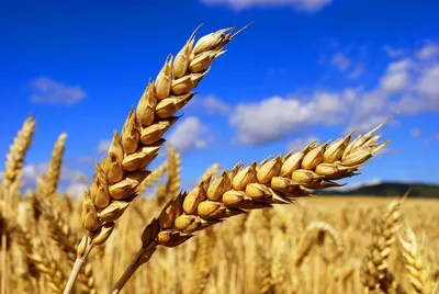 Колоски пшеницы иллюстрация вектора. иллюстрации насчитывающей здоровье -  39677633