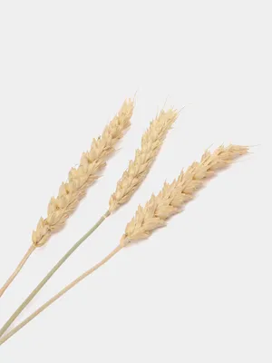 Пшеница Колос Поле - Бесплатное фото на Pixabay - Pixabay