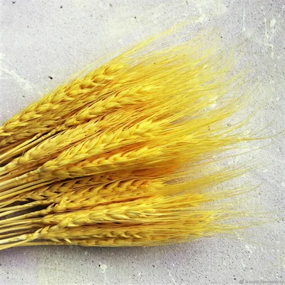 Колосок пшеницы Stock Photo | Adobe Stock