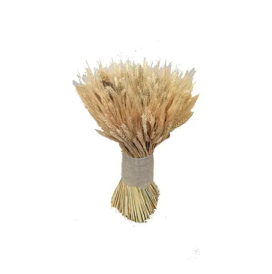 Набор \"Колоски пшеницы без стебля\" натуральный, набор 20 шт.. Артикул  690003900024 - Товары и аксессуары для флористики