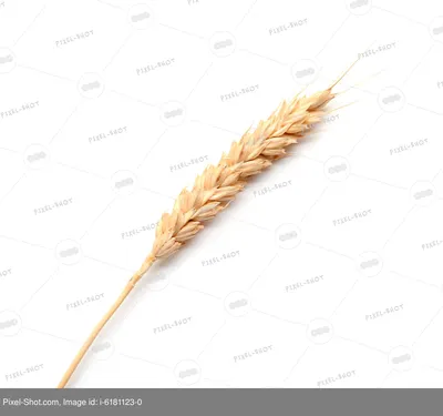 Колосья пшеницы картинки - 74 фото