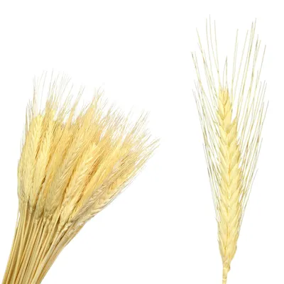 Брошь колосок. Колосок пшеницы №1119568 - купить в Украине на Crafta.ua