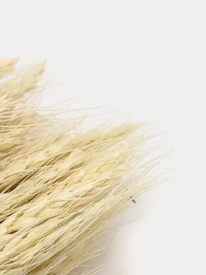 Колоски пшеницы, сухоцвет, пшеница для окрашивания купить по цене 293 ₽ в  интернет-магазине KazanExpress