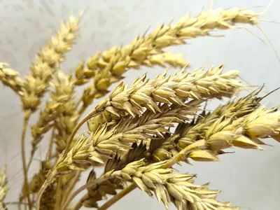 Пшеница Колоски Поле - Бесплатное фото на Pixabay - Pixabay