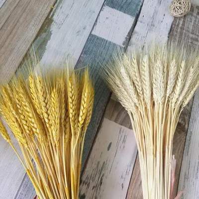 Сухоцветы Сима-ленд Пшеница, 70 см, 65 гр, 50 шт купить по выгодной цене в  интернет-магазине OZON (223873612)