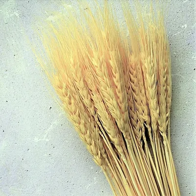 Колоски пшеницы натуральные белые ~105 шт, 65-70 см (ID#1490177941), цена:  169 ₴, купить на Prom.ua