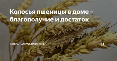 Колосок пшеницы стоковое изображение. изображение насчитывающей зеленый -  54950921