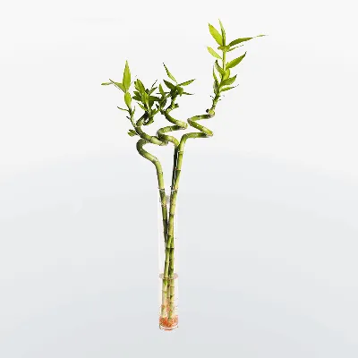 Бамбук Lucky Bamboo 50 в Евроопт