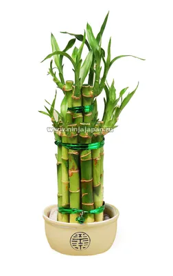 КУПИТЬ БАМБУК УДАЧИ В МОСКВЕ, DRACENA PYRAMIDE, BAMBOO LUCKY, КУПИТЬ БАМБУК  ЛАКИ, ДРАЦЕНА САНДЕРА КУПИТЬ В МОСКВЕ, КОМНАТНЫЙ БАМБУК В ГОРШОЧКЕ, БАМБУК  СЧАСТЬЯ КУПИТЬ В МОСКВЕ.