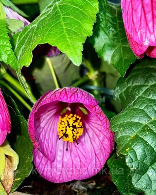 Абутілон. Кімнатний клен. Abutilon.: продажа, цена в Николаеве. Сад, общее  от \"Екзотичнi квiти, дерева та чагарники\" - 1849089141