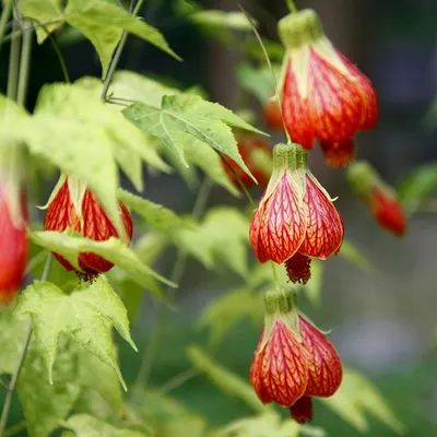 Абутилон, комнатный клен – уход, размножение, фото абутилона. | Любимые  цветы | Unusual flowers, Angel plant, Exotic flowers