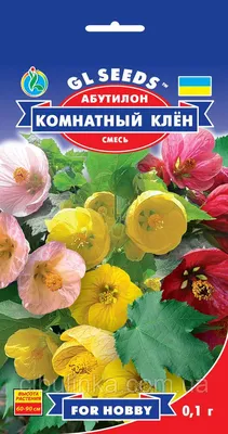 Школа Цветоводства - КОМНАТНЫЙ КЛЕН ИЛИ АБУТИЛОН Абутилон цветёт обильно и  продолжительно чудесными цветками разнообразной окраски, имеет пышную крону  нежных опушённых листьев, но при этом неприхотлив; он хорошо размножается,  быстро растёт, но