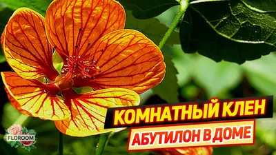 Gl Seeds. Семена Абутилон Комнатный Клен 0.1г — Купить на BIGL.UA ᐉ Удобная  Доставка (1319931948)