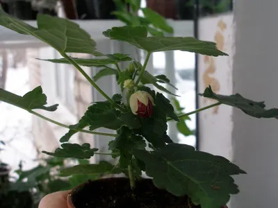 Коллекции растений ЦСБС СО РАН - Abutilon Mill. cv.Variegata – Абутилон  cv.Variegata