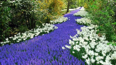 Ручей из цветов в саду: цветы и материалы для цветочного потока - 20 фото