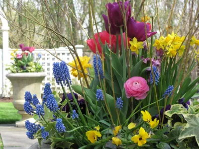 Цветы для кашпо на улице: Какие цветы посадить в кашпо на улице — 12 фото и  идей | Houzz Россия