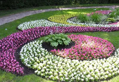 Основные правила комбинации цветов в саду на все случаи жизни | НПО «Сады  России» — когда сад в удовольствие! | Дзен