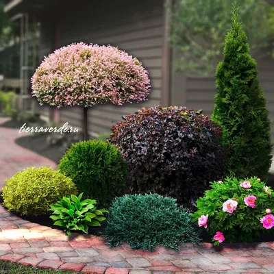 Ещё одна визуализация ландшафтной композиции 😊 На контрасте цвет | Идеи  для садового дизайна, Идеи озеленения, Композиции цветников