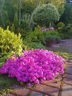 Цветочные композиции в саду (60 фото) - 60 фото