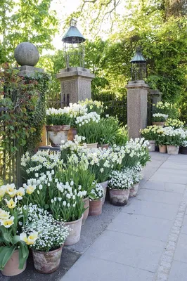 Контейнерные растения. 40 удивительных идей для сада | Ландшафт