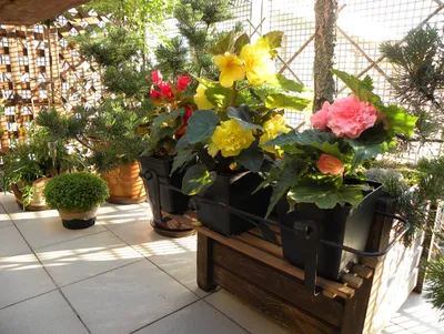 Контейнерный сад красивые ежегодные цветы летней отделки Стоковое  Изображение - изображение насчитывающей ежегодника, средства: 158006177