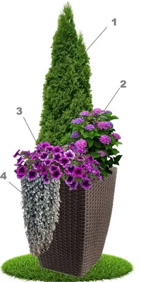 Контейнерный сад - модно и просто: схемы | Контейнерные растения,  Композиции цветников, Идеи озеленения