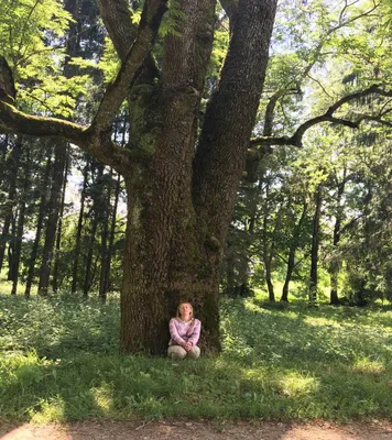 Использование ясеня при производстве мебели