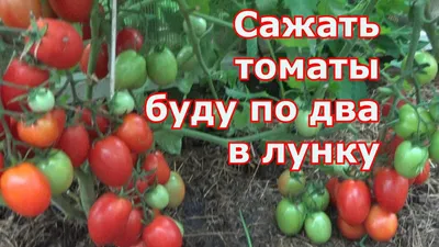 На стволе томатов появились бугорки. Что это? И еще пара вопросов про  листья, пасынкование и подкормку - ответы экспертов 7dach.ru