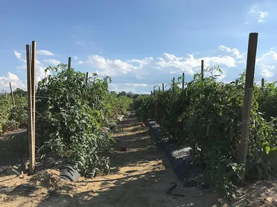 🍅Мобильный огород: выращивание томатов и перца в горшках . Как вырастить  помидоры в горшках