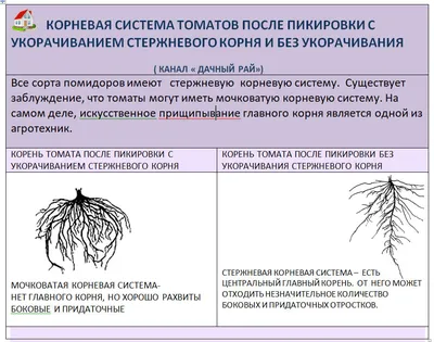 Томаты в подробностях