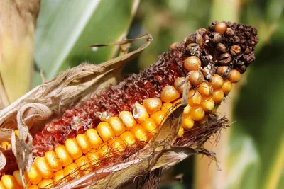 В Карелию поступила опасная кормовая кукуруза | СТОЛИЦА на Онего