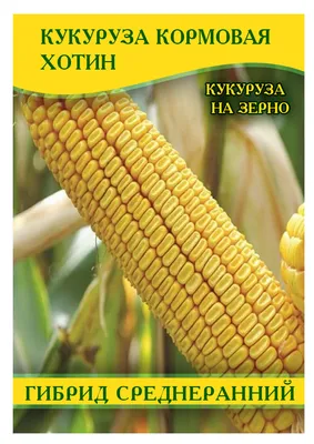 Семена кукурузы кормовая Хотин, 1кг: купить оптом, цена 46,74 ₴/упаковка -  7 Соток