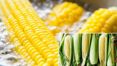 Можно ли есть кукурузу с полей? Специалисты рассказали, чем кормовая  отличается от сладкой - Telegraf.news