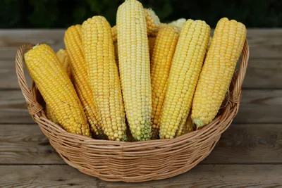 Какая кукуруза лучше: сахарная или кормовая? Причины полупустых початков |  Цветуния | Дзен