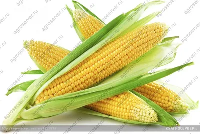 Кукуруза кормовая — Agro HUB