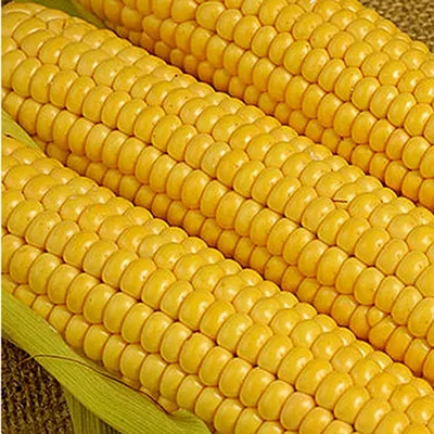 Оржица 237МВ кукуруза кормова семена купить Україна, цена в  интернет-магазине Супермаркет Семян