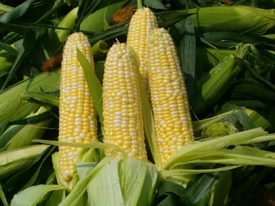 Кукуруза кормовая: как отличить, сколько варить