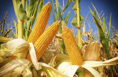 Можно ли беларусам есть кукурузу с полей? / Мой BY — Информационный портал  Беларуси. Новости Беларуси