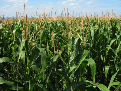 Массовое воровство кормовой кукурузы происходит в Дновском районе