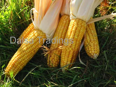 Качественная желтая и белая кукуруза продукты,Корея Качественная желтая и  белая кукуруза поставщик